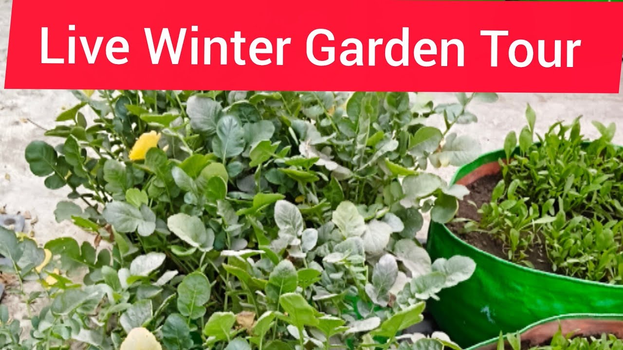 Live Winter Garden Tour/Welcome Friends Live Dekhiye Mera Garden 