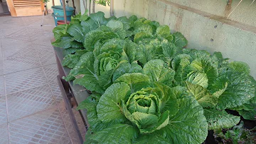 Como plantar acelga de cabeça?