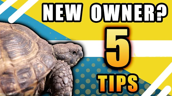 5 Tips For NEW Reptile Owners!