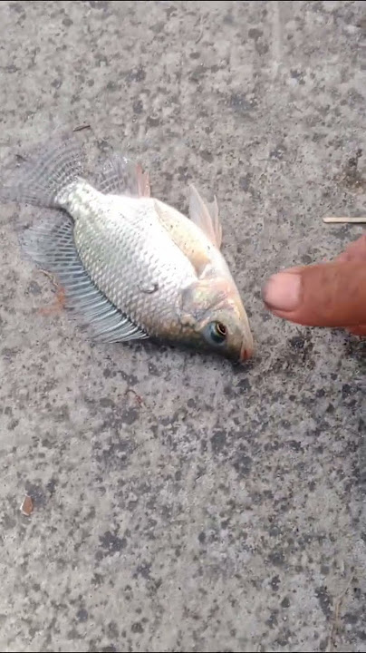 no no !!! manganese is a model