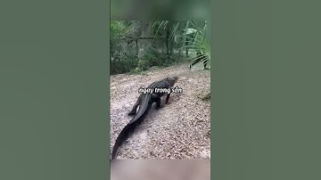 Cá sấu khổng lồ rượt đuổi cô gái #shorts