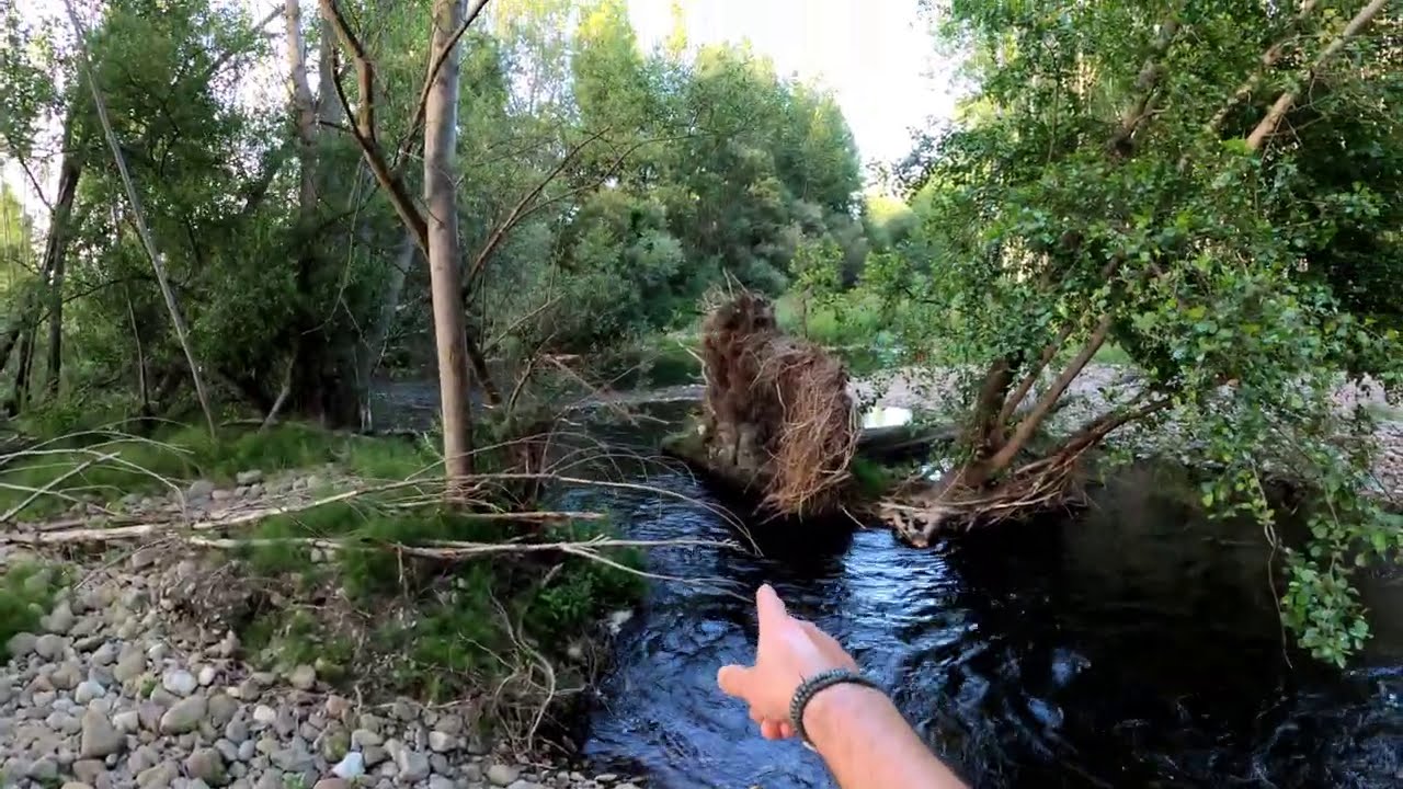 Pescando al sereno #3 |Leonesa con Saltonas de pluma de Gallo de Léon |Temporada Pesca 2020