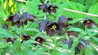 黒紫の魅力 北大でクロユリ開花 Youtube 黒紫の魅力 北大でクロユリ開花 Youtube