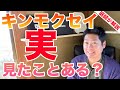 キンモクセイの実を見たことがありますか?【庭師が解説】
