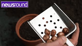 Top tips for planting bulbs ready for Spring | Newsround