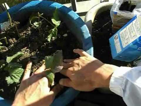 Blackberry Cutting ブラックベリーの挿し木 Bouturage De Mures 2 Youtube