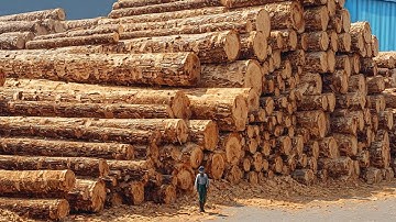 How Automated Sawmill Turn Logs Into High-Speed Lumber | Inside Modern Revolution of US Lumber Mills
