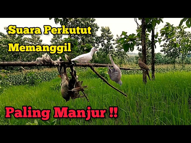 Suara Perkutut Pemanggil Paling MANJUR ‼️ class=