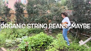 Harvesting Organic String Beans….Maybe  #gardening #urbangardening #growyourownfood