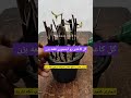 اینجوری از گل کاغذی قلمه بگیر Flowers Plant گلهای آپارتمانی گلدان سانسوریا گیاه 