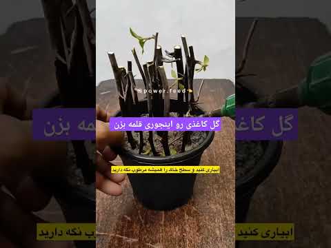 اینجوری از گل کاغذی قلمه بگیر Flowers Plant گلهای آپارتمانی گلدان سانسوریا گیاه 