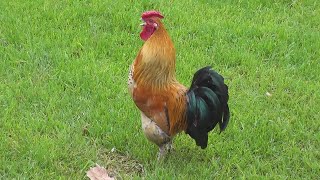 Rooster Crowing Loud In The Morning !