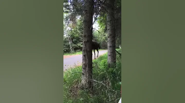 Moose Sighting on the Tony Knowles Coastal Trail