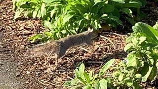 Squirrel In Bedford Feb26