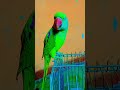 papa ko kaise bulate hain #trending #parrot #talkingparot #indianparrot #viral #viralreels #cute 😘🥰