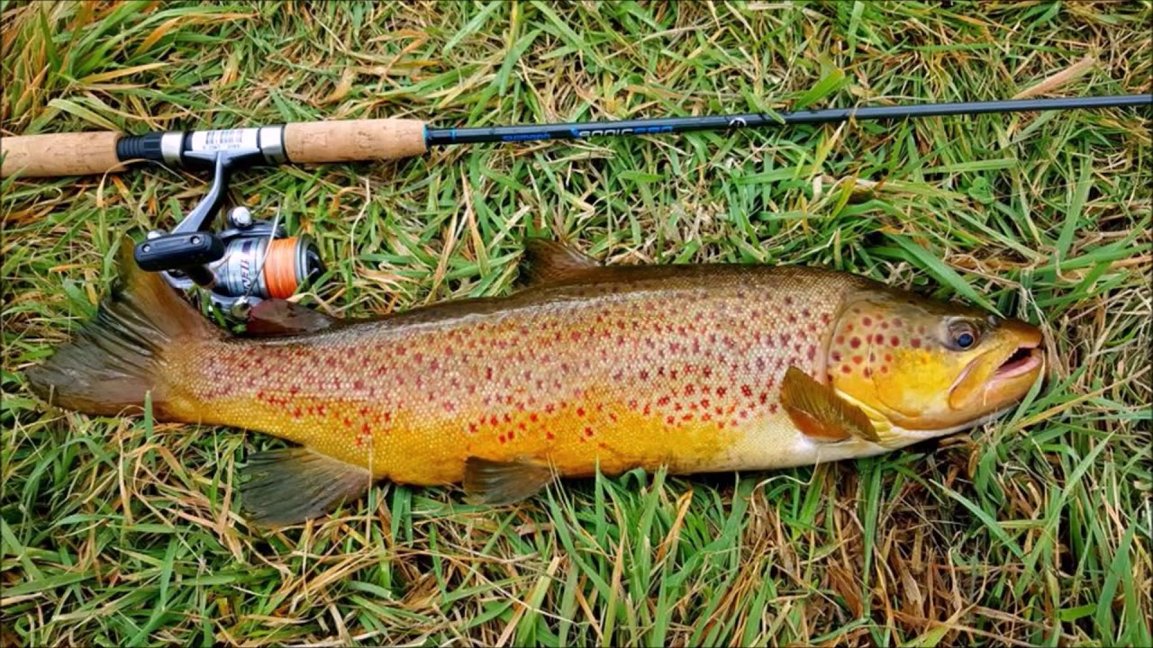 Trout Fishing Eucumbene NSW May 2016 YouTube
