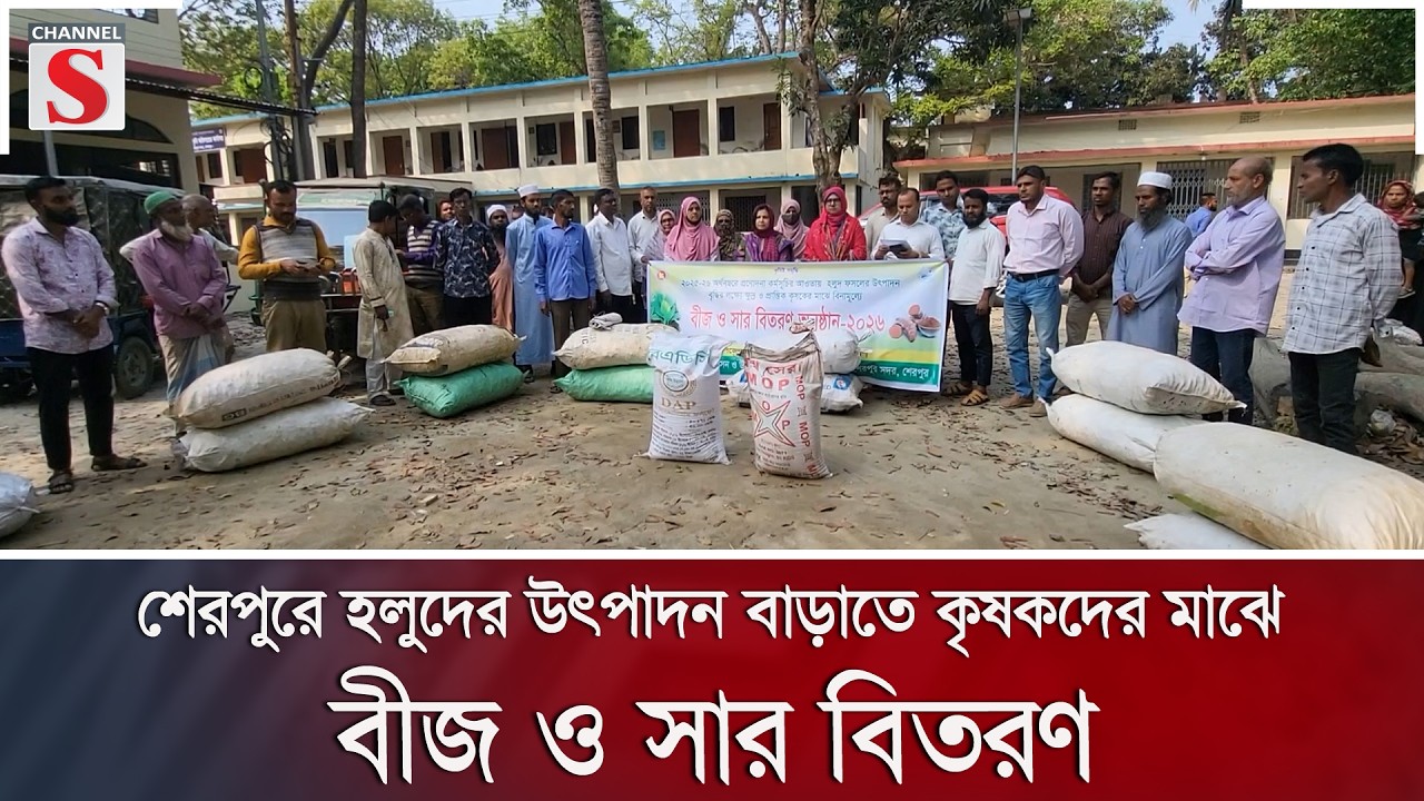 শেরপুরে হলুদের উৎপাদন বাড়াতে কৃষকদের মাঝে বীজ ও সার বিতরণ | Channel S News