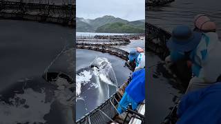 Download Lagu This Monster Tuna Almost Broke the Cage #amazing #fishing #tuna #shorts MP3
