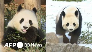 米首都にパンダ復活、2頭の一般公開始まる（2025年1月撮影） - YouTube