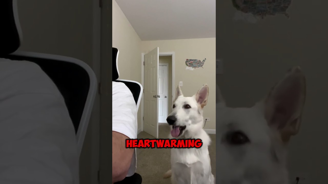 Ignoring My German Shepherd for a Reaction! 🐶😂 