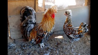 From 6 backyard chickens to 150, Stephanie Rector helps lead local poultry education in Chesterfield