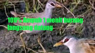 Download Lagu Cocok untuk pikat 100%Ampuh MP3