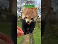 These are the cutest animals ever!
