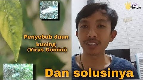penyebab kuning daun ( gemini virus ) dan cara pencegahannya!!!