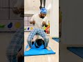 This advanced arm balance will test everything #chinstand #yoga #shorts