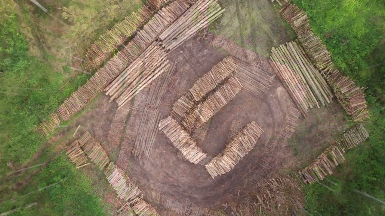 Składnica drewna w Leśnictwie Lekowo