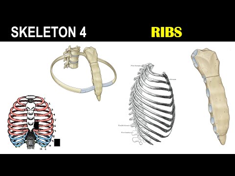 Video: Mengapa tulang rusuk digambarkan sebagai bicephalic?