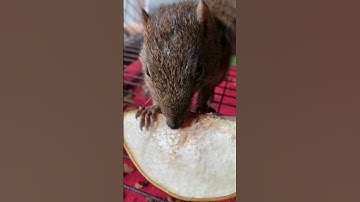 Sóc Đất Ăn Sáng #shorts