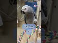 【ヨウムのレオ君】じゃんけんする鳥#shorts