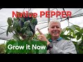Try Native Pepper for gardens and indoors