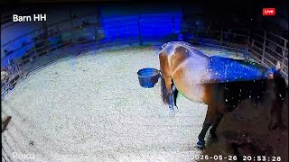 LIVE Foal Watch! This Time It’s REAL! 