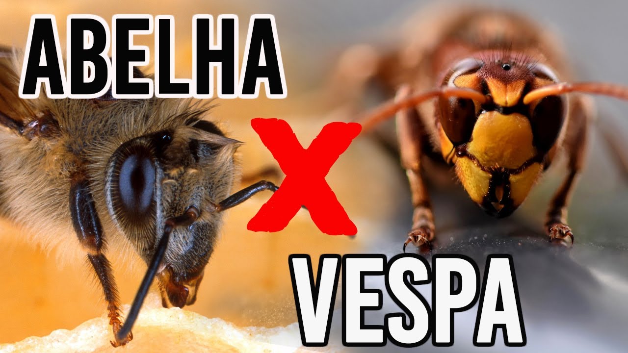 ABELHA E VESPA - 4 PRINCÍPAIS DIFERENÇAS - YouTube
