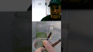 What is Tissue Culture