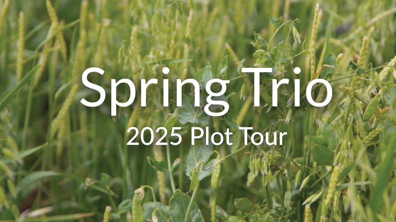 Spring Trio (Oats/Peas/Barley) - YouTube