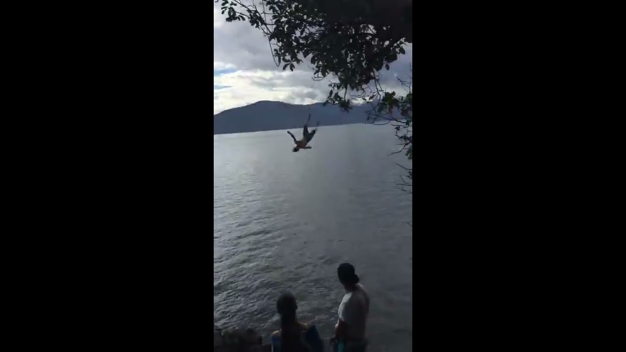 Man On Rope Swing Bellyflops In Lake
