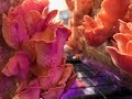 How We Grow and Cook Pink Oyster Mushrooms on Our Homestead