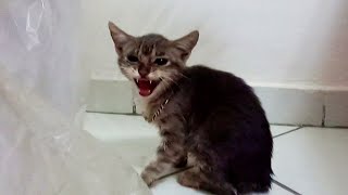 rescue & saving & caring a beautiful tiny stray kitten from street by ANIMAL TUBE 598 views 3 months ago 2 minutes, 42 seconds