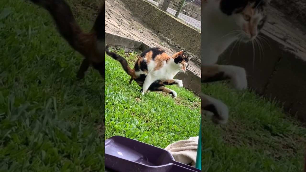 Cat Comedians: Unlocking the Secrets of Purr-fect Humor!