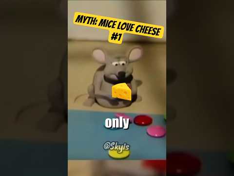 Myth: Mice love cheese #1