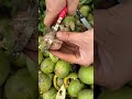 satisfying walnuts farming techniques#smartfarming#smartwork#shortvideo
