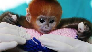 Sleepy Time Baby Animal Slideshow for Babies (HD 720p)