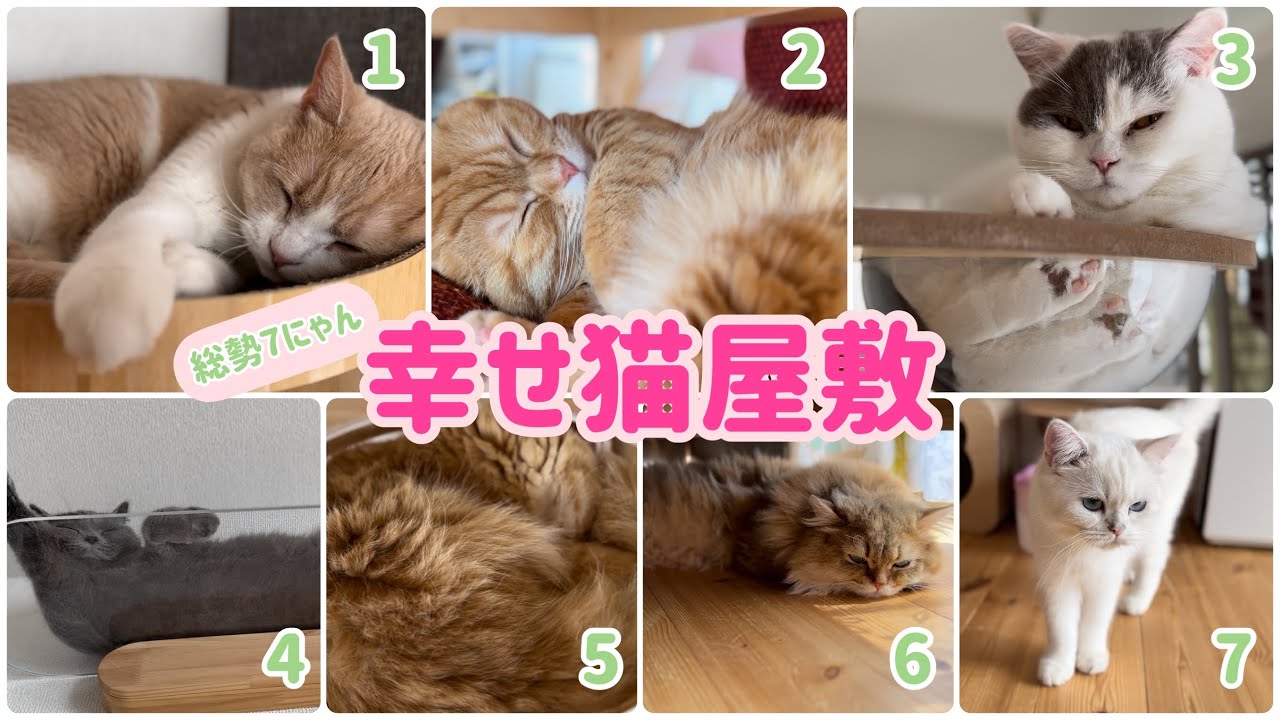 猫天国】幸せ猫屋敷【総勢7匹】 - YouTube