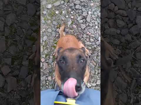 Видео: Обучение за защита на кучета