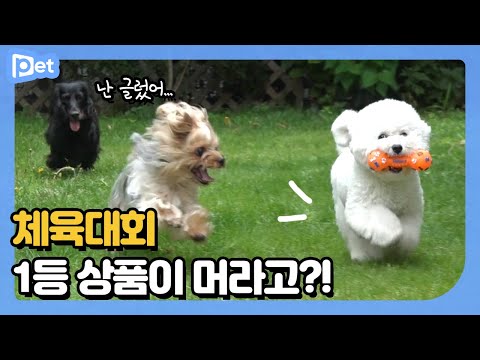 유치원 야외 소풍 나온 개린이들┃개린이집 라이프 <strong>EP</strong>.4┃어바웃펫 About <strong>Pet</strong>