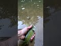 Bartrams Bass Released #catchandrelease #riverbass #riverfish #latergator #fishrelease