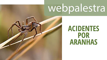 O que fazer em caso de acidentes com aranhas?